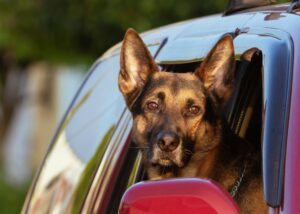 Hundegeruch aus Auto entfernen, Hundegeruch im Auto